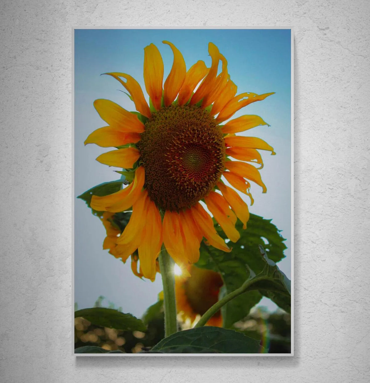 Sunflower Photo Print: Oklahoma Nature Photography, Farmhouse Decor