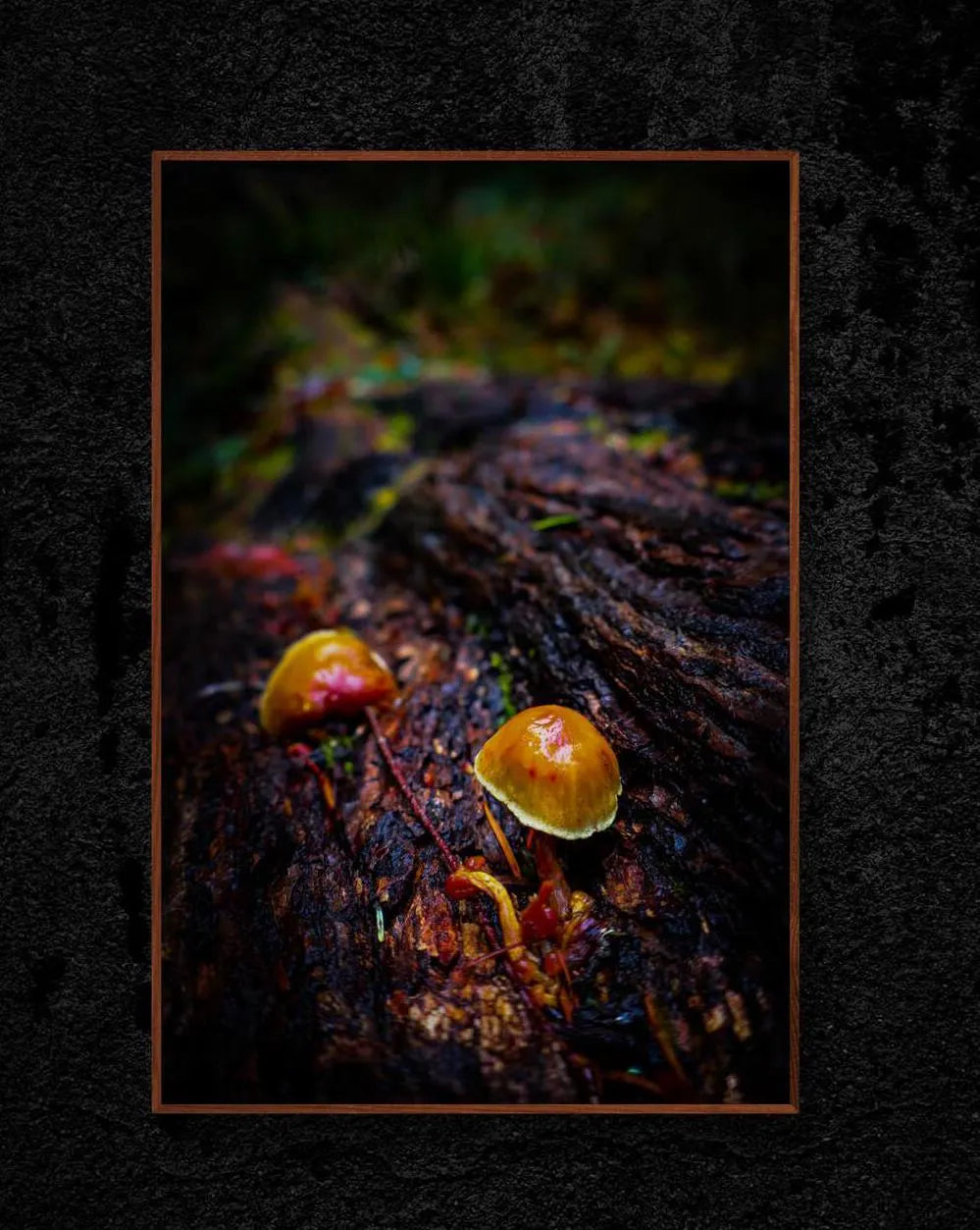 Pacific Northwest Forest Mushroom Photo Print, Nature Wall Art