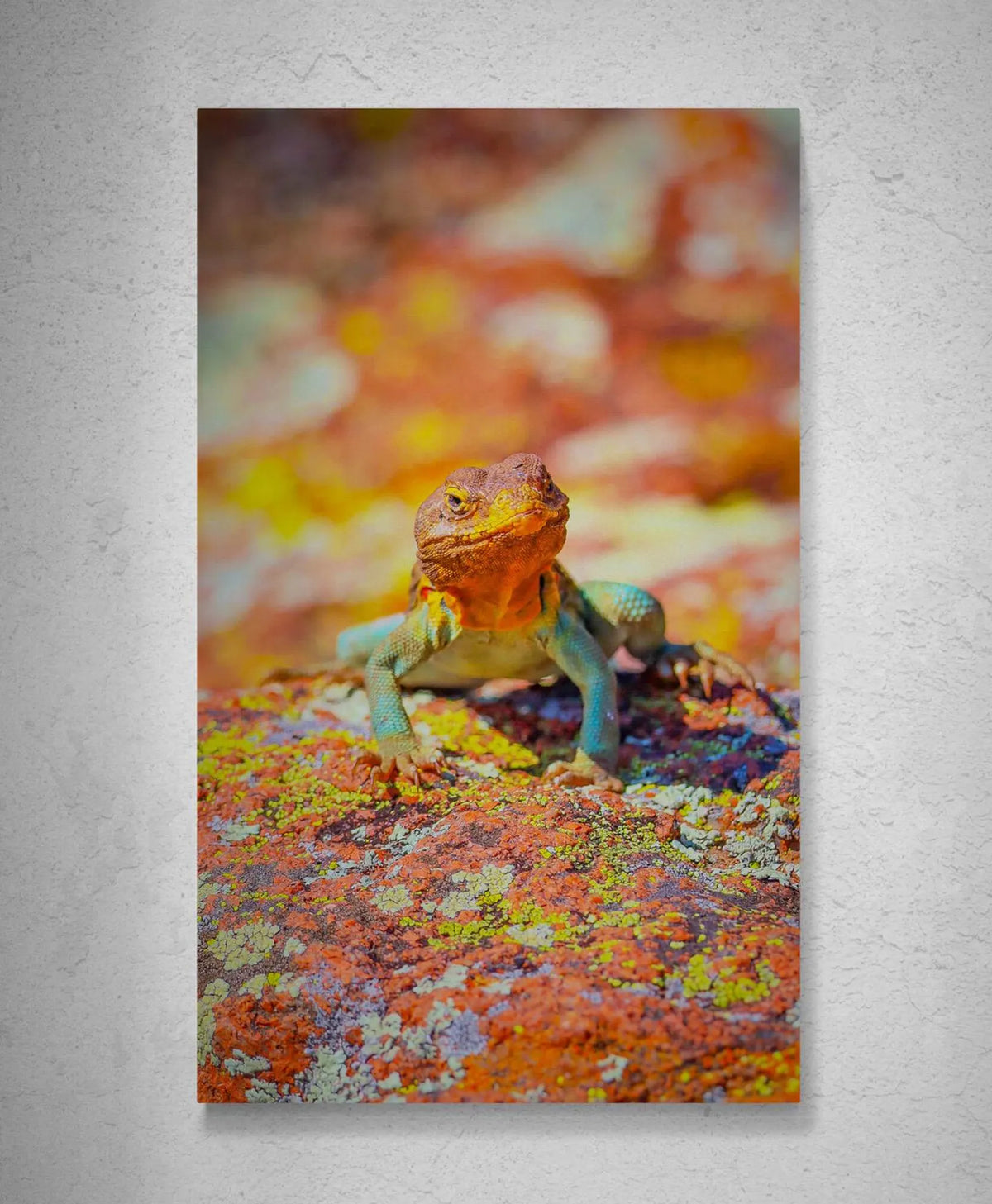 Collared Lizard Photography Print: Oklahoma Wildlife Art