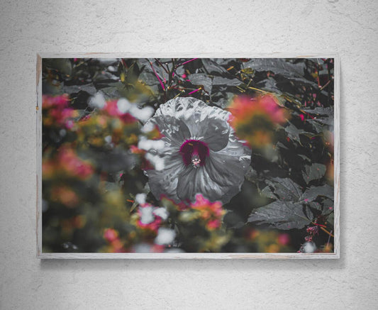 Giclee Floral Photo Print, Pink Hibiscus, Home Decor