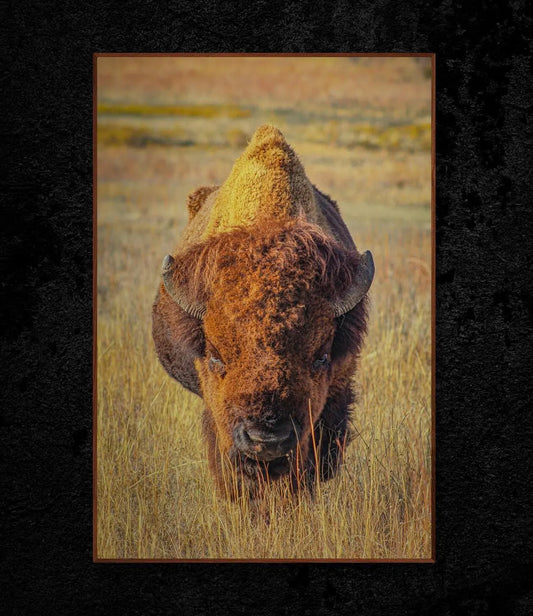 Roaming Bison Photography Print, Oklahoma Great Plains Western Decor